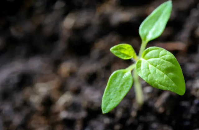 The Anderson's Fertilizers